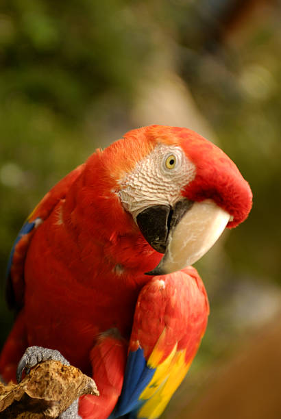 Parrot - Photo