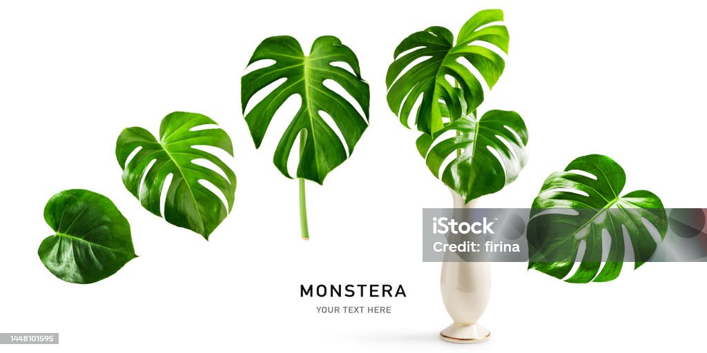 Monstera leaf creative layout Monstera leaf, swiss cheese tropical plant set isolated on white background. Vintage vase with green leaves. Creative layout. Design element Arranging Stock Photo