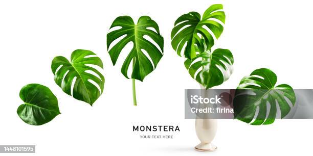 Monstera Leaf Creative Layout Stock Photo - Download Image Now - Arranging, Beauty In Nature, Botany