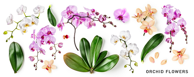 Orchid leaves and flowers creative composition and layout isolated on white background. Floral collection with tropical plants. Nature and environment concept. Top view, flat lay. Design element