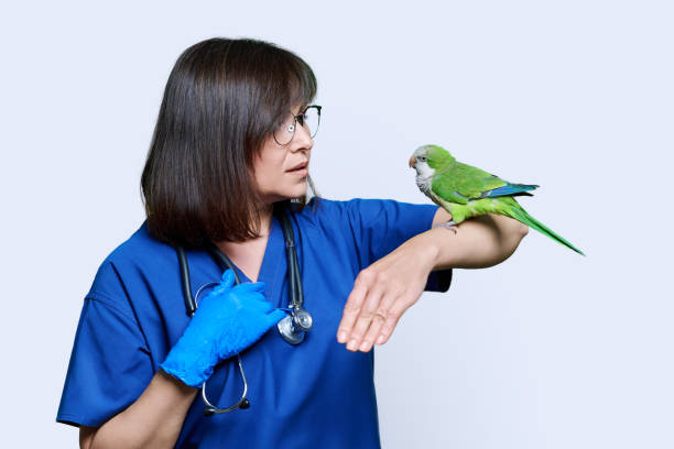 istock Doctor veterinarian examining green Quaker parrot, on white background 1448102536