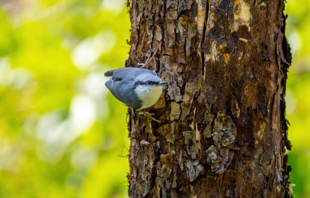 istock The Eurasian nuthatch bird is hanging on the trunk of an old tree 1448102927