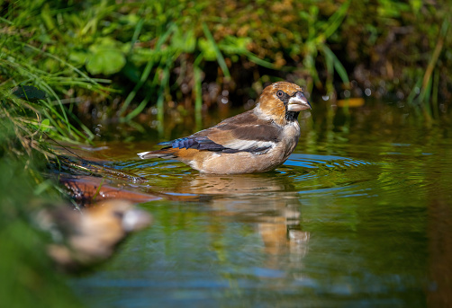 Hawfinch bird drinks water from a pond close-up