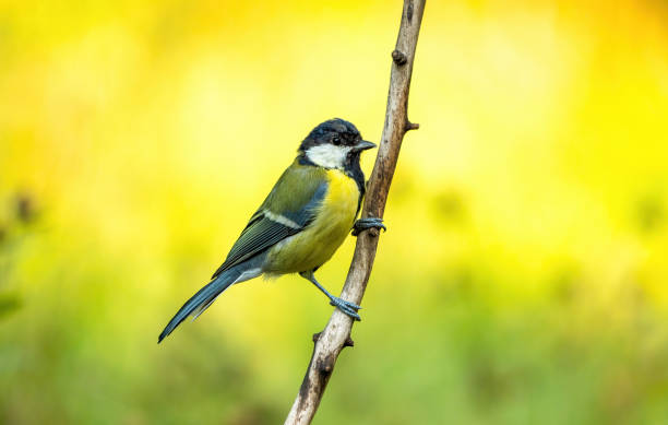 istock A young chickadee is sitting on a branch 1448103983