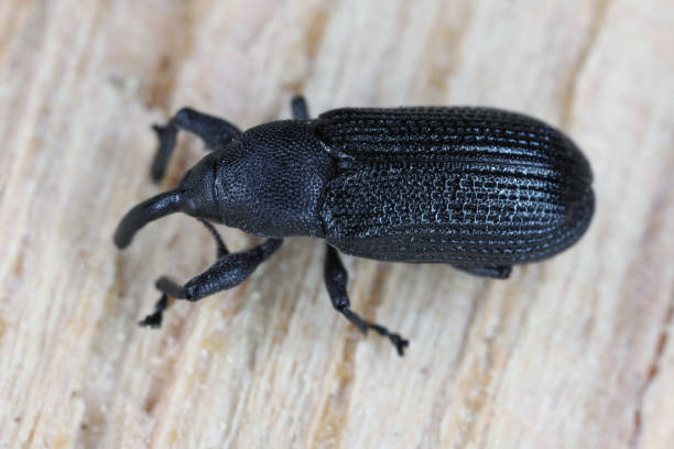 istock Magdalis common black weevil. Beetle on wood. 1448104489