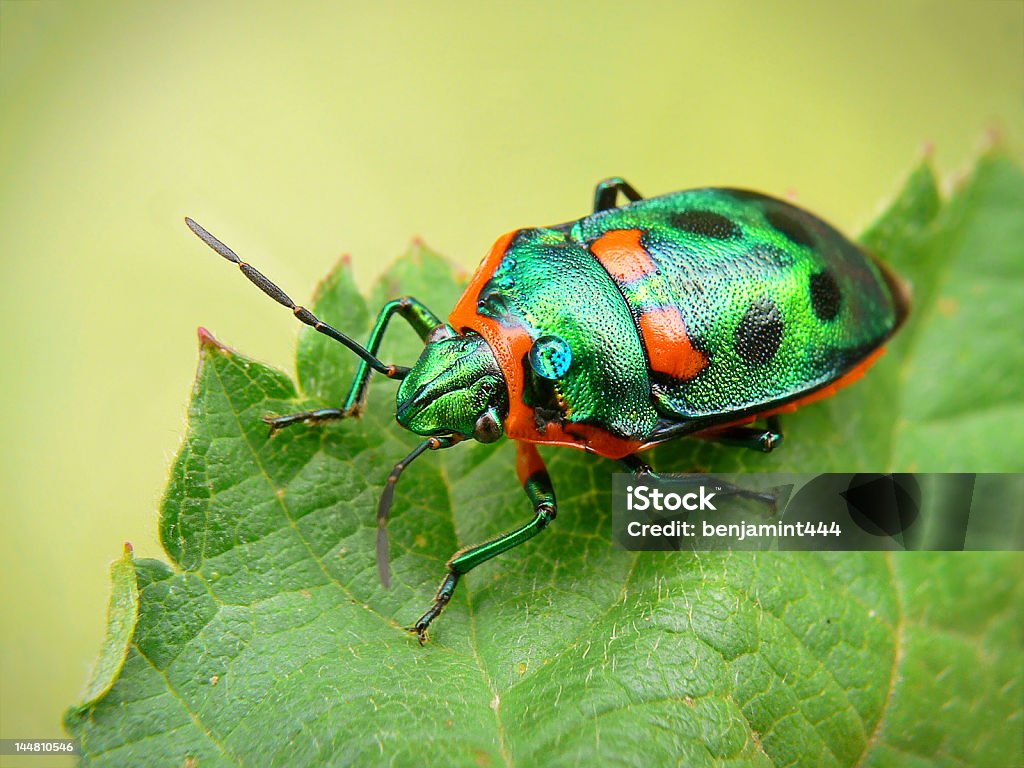 Gioiello di bug - Foto stock royalty-free di Arancione