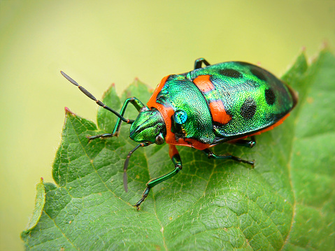 A Jewel bug on a leaf