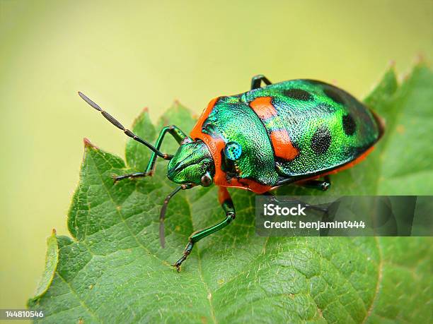 Jewel De Erro - Fotografias de stock e mais imagens de Colorido - Colorido, Cor verde, Cultura Australiana