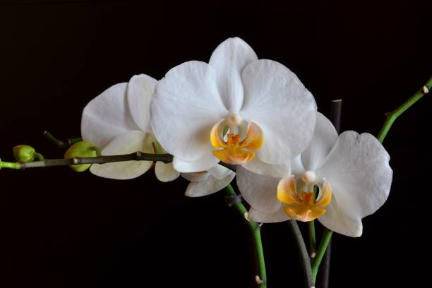 orchid flower orchid flower Dendrobium stock pictures, royalty-free photos & images