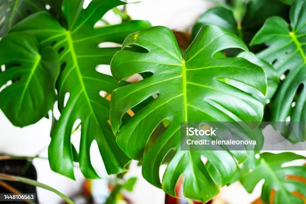 Houseplant Monstera Stock Photo - Download Image Now - Cheese Plant, Monstera, Close-up