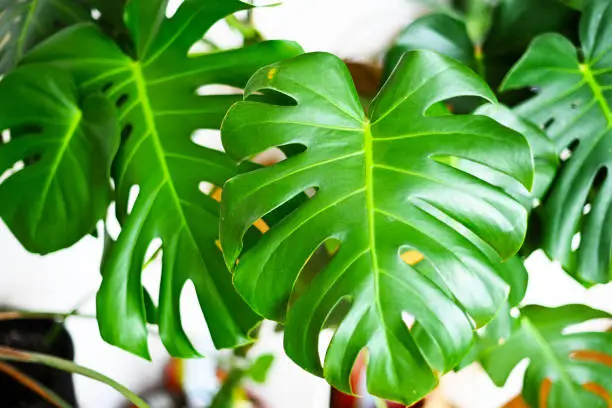 Houseplant monstera