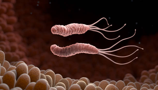 istock Helicobacter Pylori bacteria in the stomach 1448107066
