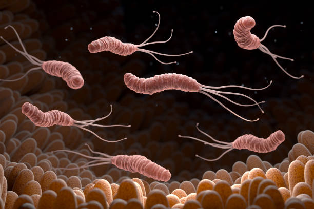 Helicobacter Pylori is a Gram-negative, microaerophilic bacterium found in the stomach. 3D illustration