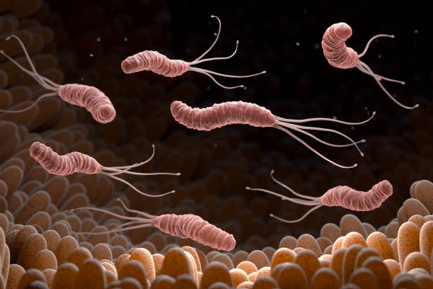 Helicobacter Pylori bacteria in the stomach stock photo