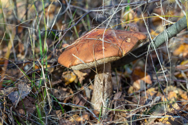Single orange-cap mushroom in the autumn forest background. A boletus mushroom macro photography in the grass.