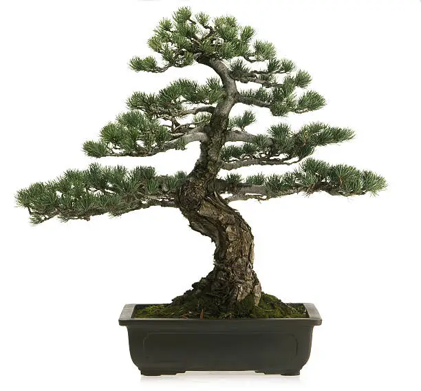 Photo of Larch Bonsai