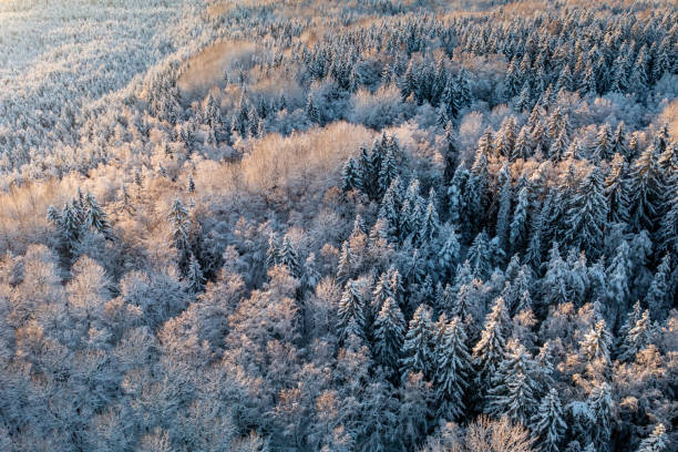 istock Forest view with snowy treetops from above in Espoo, Finland 1448107977
