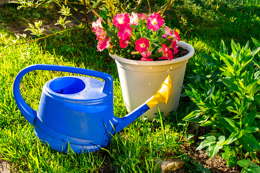 Gardening tools. Blue plastic watering can for irrigation plants placed in garden with flower on flowerbed and flowerpot. Gardening hobby concept
