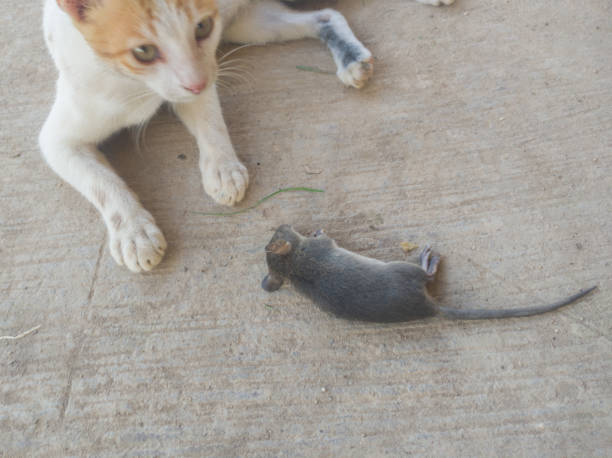 istock selective focus on mice that died from being eaten by cats 1448109095