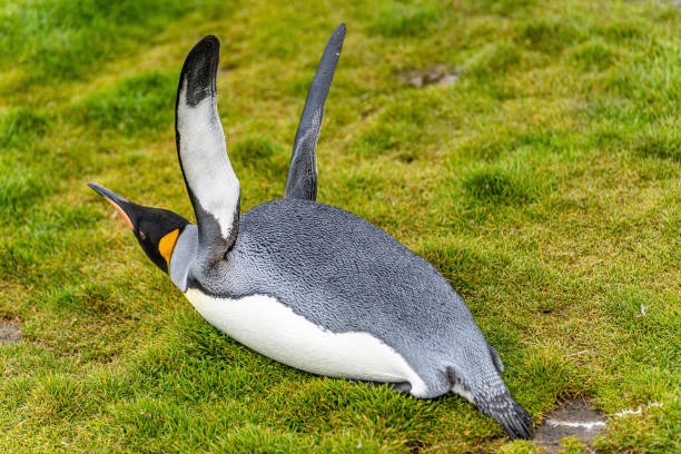 individual king penguin (APTENODYTES PATAGONICUS) lying on its belly in green grass of South Georgia doing flight exercises with its wings individual king penguin (APTENODYTES PATAGONICUS) lying on its belly in green grass of South Georgia doing flight exercises with its wings king penguin stock pictures, royalty-free photos & images