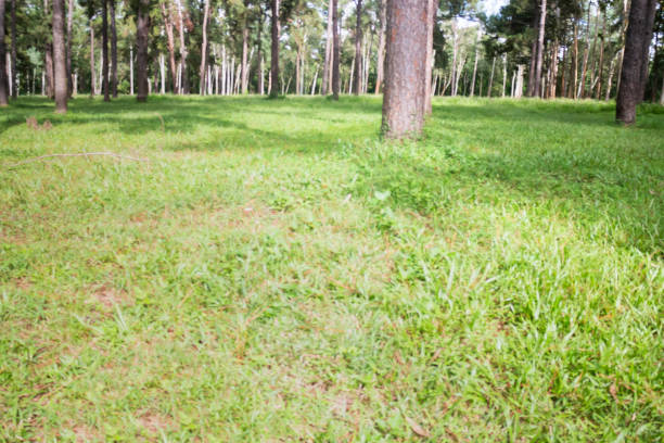 Local green grass field in public park, stock photo
