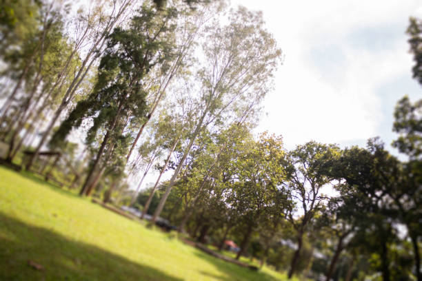 Local green grass field in public park, stock photo