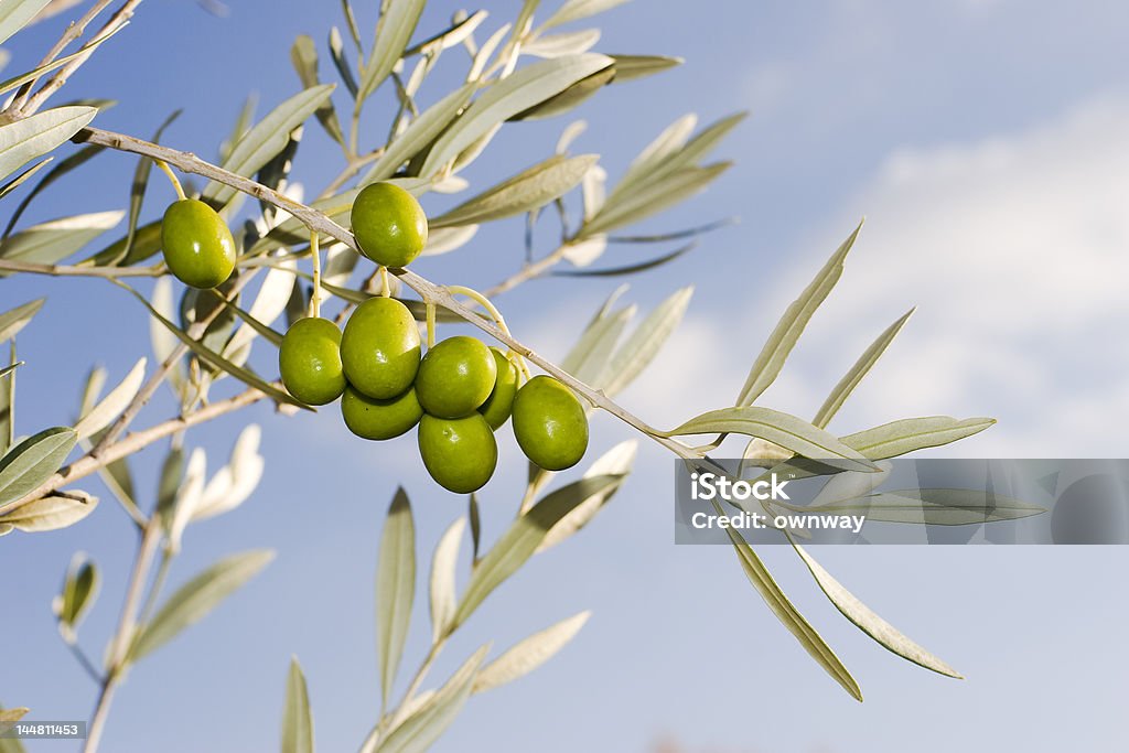Olive Branch - Foto de stock de Agricultura royalty-free