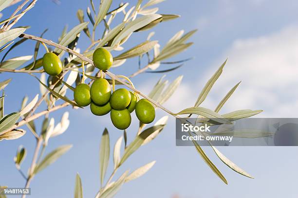 Foto de Olive Branch e mais fotos de stock de Agricultura - Agricultura, Azeitona, Azeitona Verde