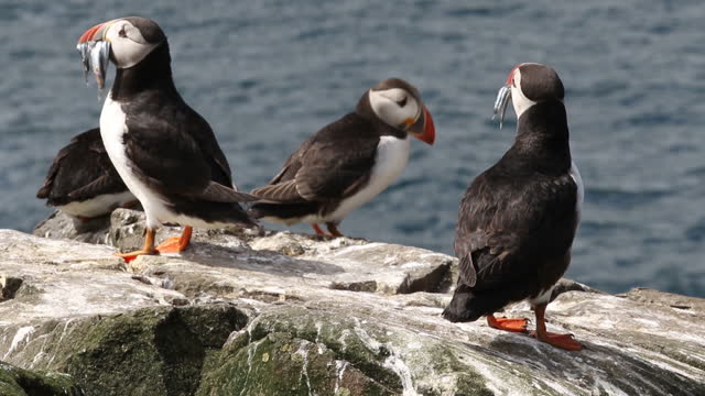 Puffins on the Farne Islands, Northumberland
