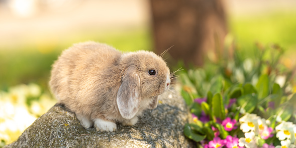 Beauty baby rabbit outside in garden