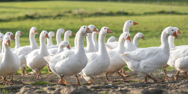 istock A lot of white fattening geese on a meadow 1448115607