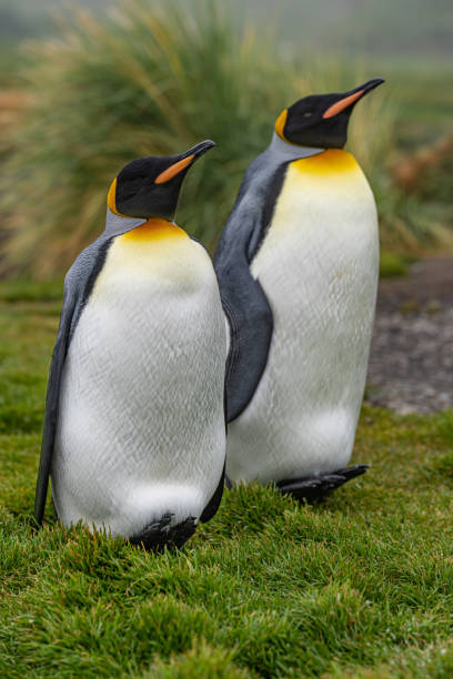 par de 2 pinguins-rei (aptenodytes patagonicus) na geórgia do sul preen a plumagem um do outro - south georgia falkland islands mode of transport nature - fotografias e filmes do acervo