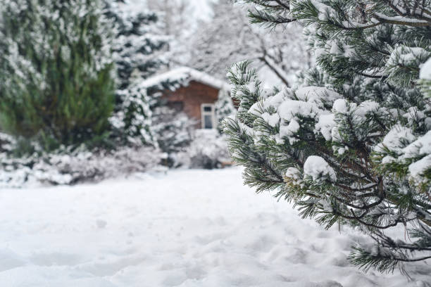 snow covered trees in the backyard garden stock photo