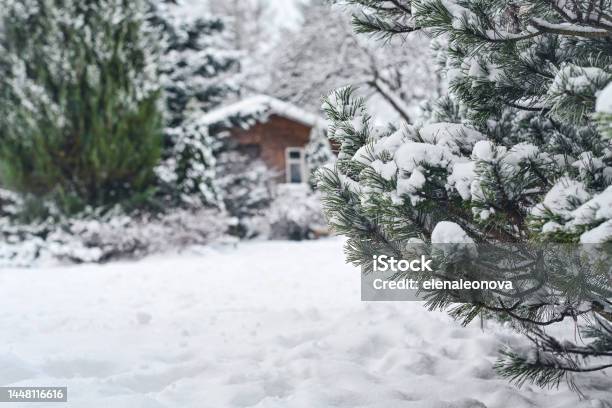 Snow Covered Trees In The Backyard Garden Stock Photo - Download Image Now - Snow, Back Yard, Winter