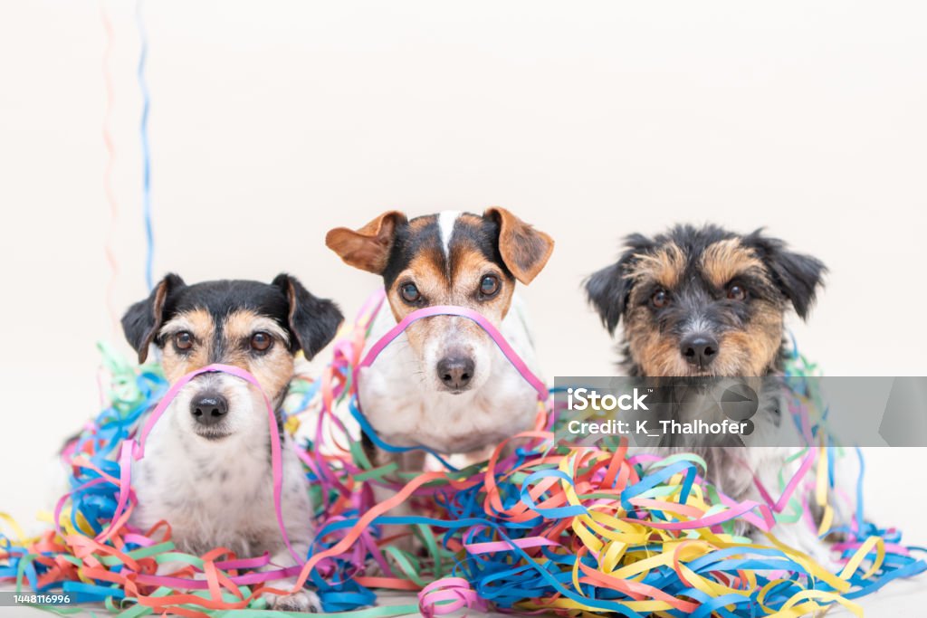 Three cute naughty party dog. Jack Russell dogs ready for carnival Three cute cheeky party dog. Jack Russell dogs ready for carnival Carnival - Celebration Event Stock Photo