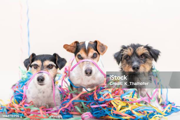 Three Cute Naughty Party Dog Jack Russell Dogs Ready For Carnival Stock Photo - Download Image Now