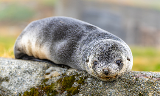 Young Antarctic fur seal (Arctocephalus gazella) in South Georgia in its natural environment