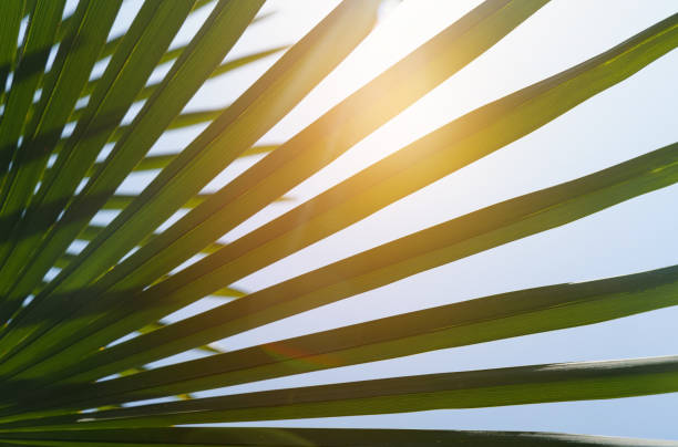 istock Palm leaves in the sun. background image. 1448117893