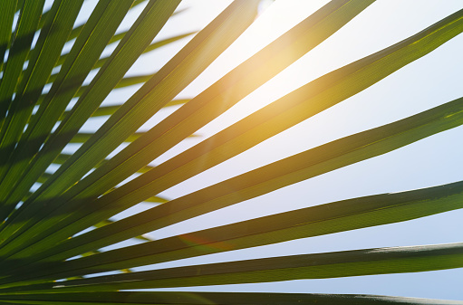 Palm leaves in the sun. background image. Close-up.