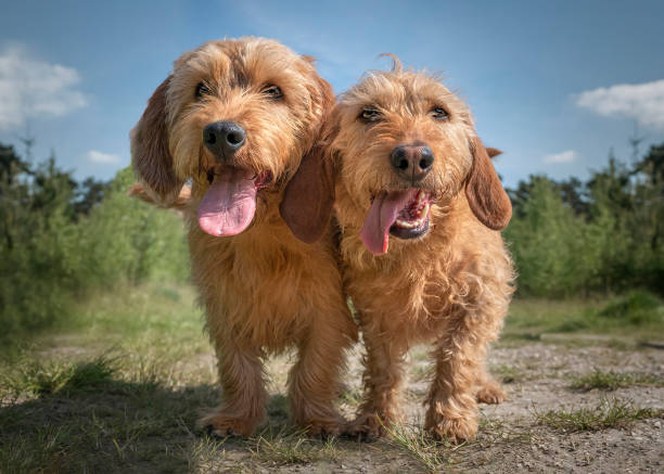 Two Basset Fauve de Bretagne dogs looking directly at the camera Two Basset Fauve de Bretagne dogs looking directly at the camera with their tongues out Basset Fauve de Bretagne stock pictures, royalty-free photos & images