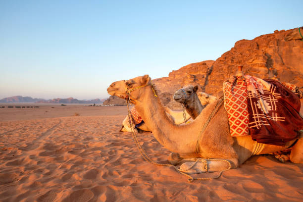 istock Camels lying down, desert sand, Wadi Rum, Jordan 1448119224