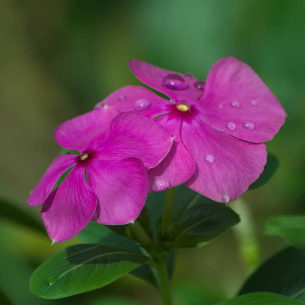 istock A pair of purple flowers. 1448119232