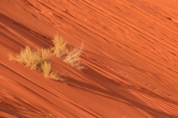 istock Dry plants, orange desert sand, Wadi Rum, Jordan 1448119953