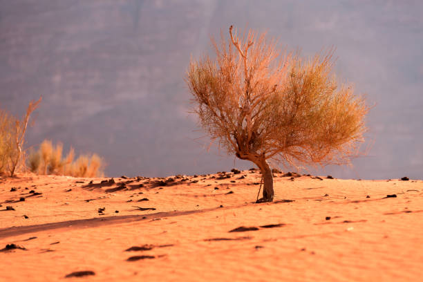 Golden desert dune sand and tree background