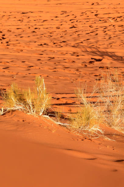 istock Dry plants, orange desert sand, Wadi Rum, Jordan 1448120031