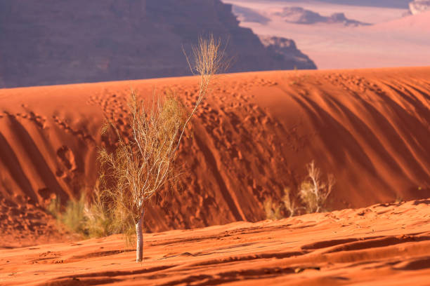 Golden orange desert sand and tree background, Wadi Rum, Jordan