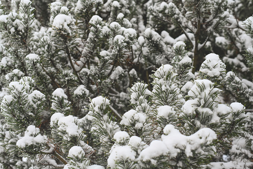 Plants covered with frost (Conifers)