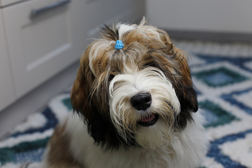 Young Havanese dog sitting on the carpet and looking at the camera close up photography.