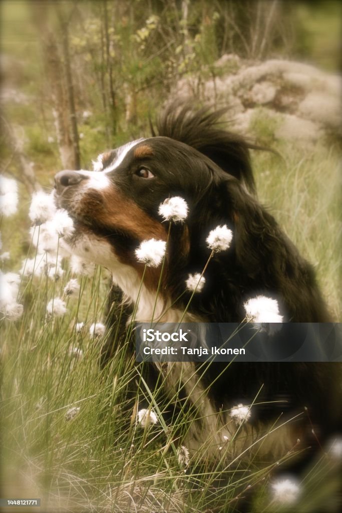 In a wild cottonfield A fairytale portrait of a Bernese mountain dog in a wild cotton field Animal Stock Photo