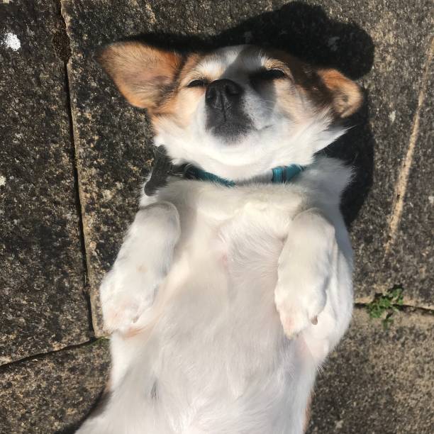 Rescue dog dozing on back on patio on sunny day
